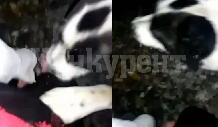 Куче нападна красива девойка, полицай я простреля, за да я спаси