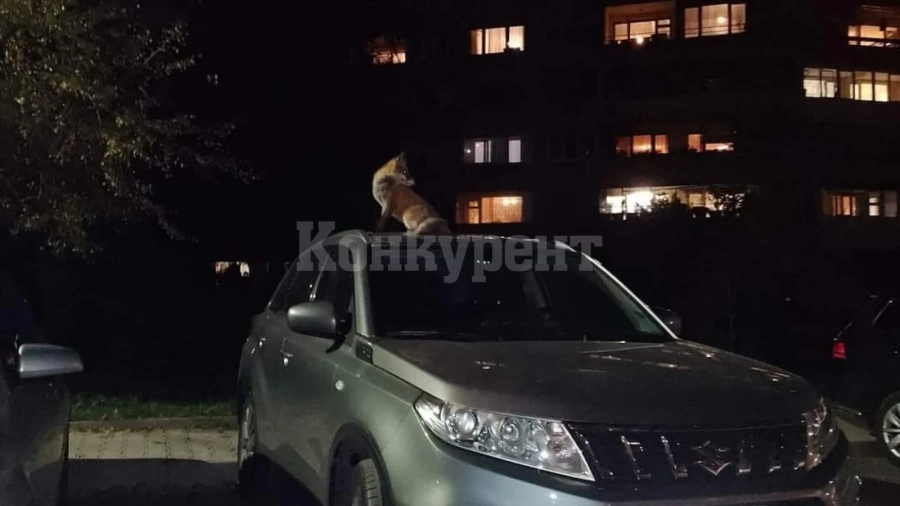 НАШЕСТВИЕ: Лисици превзеха още един столичен квартал