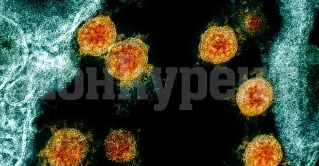 500 единици антитела осигуряват защита срещу всички щамове на COVID