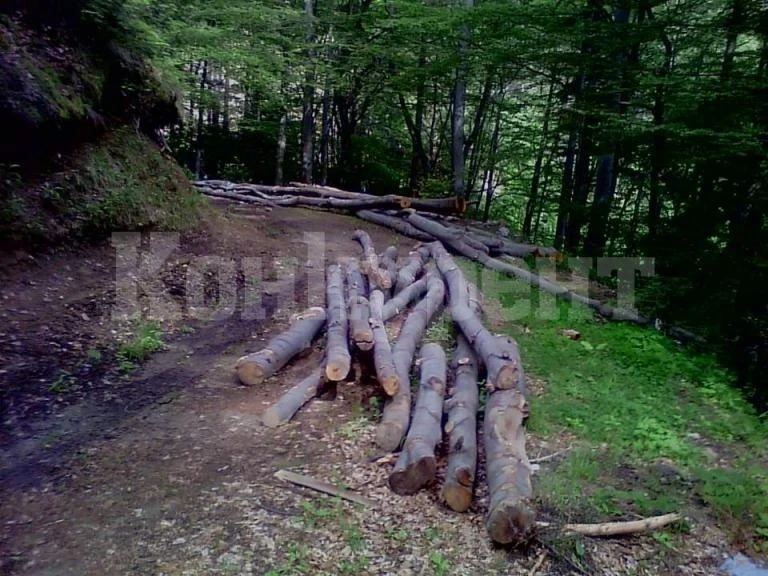Хванаха „в крачка“ бракониер на дърва