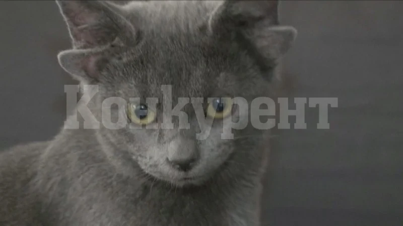 Животинска сензация от Турция: Коте с четири уши – хит в нета СНИМКИ