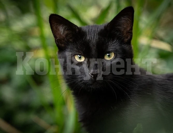 Котка спаси от смърт 7-членно семейство в Босилеградско
