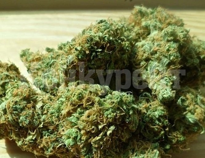 Полицията в Ниш залови 520 кг марихуана и арестува един човек