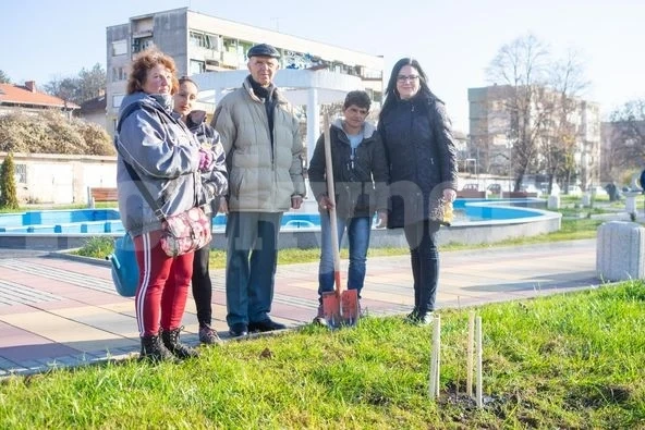 Дървото на живота Ginkgo biloba ще краси занапред новата пешеходна алея в Мездра