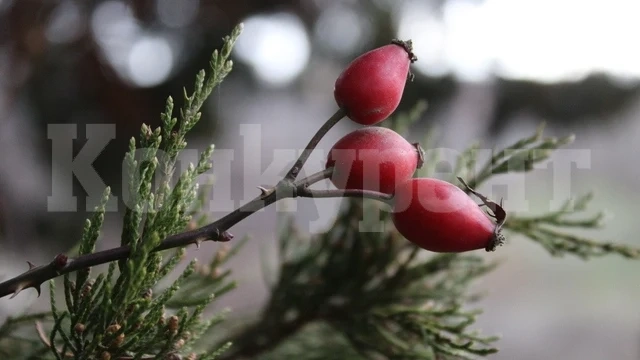 Във вторник - начало на зимата