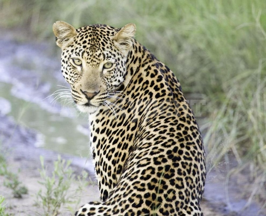 Леопард нахлу в класна стая и нападна 10-годишен ученик в Индия