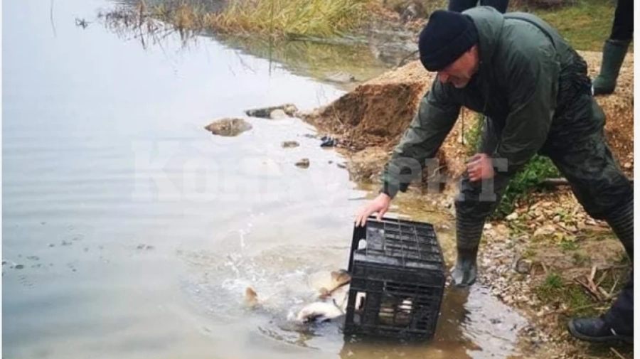 Зарибиха с шаран язовир Дъбника край Враца