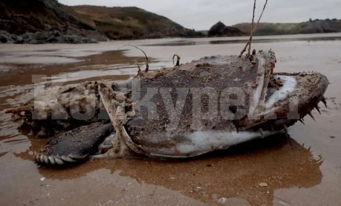 Мъж пъхна крак в устата на страховито морско създание и горчиво съжали