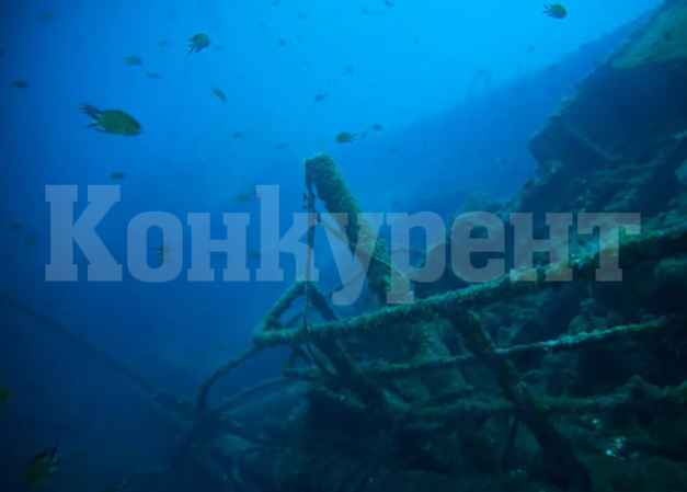 114 вида морски животни обитават древен картагенски кораб