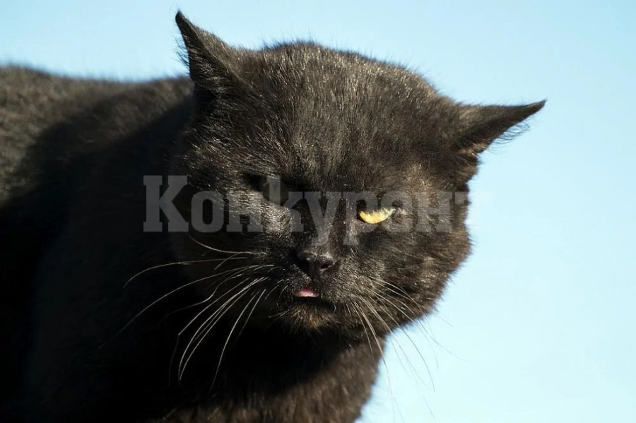 Котка върлува в новозеландски град, краде каквото ѝ падне