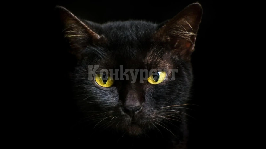 Имате котка? Чуйте мнението на зоопсихолога!