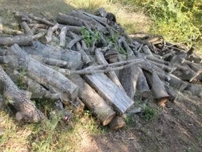 За без пари! НАП продава 18 кубика дърва за огрев за 366 лева