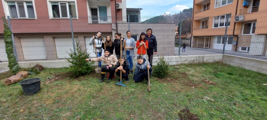 Ученици засадиха две коледни елхи в двора на младежкия център