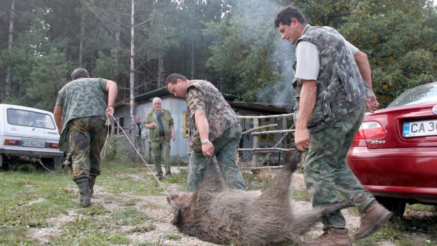 Удължиха с една седмица срока за групов лов на дива свиня
