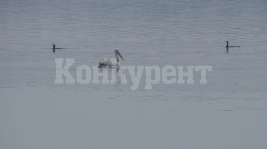 Започна преброяване на зимуващите водолюбиви птици