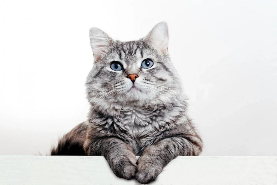 Котарак стои два месеца на гроба на стопанина си