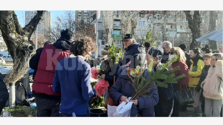 Раздадоха над 10 000 дръвчета във Видин
