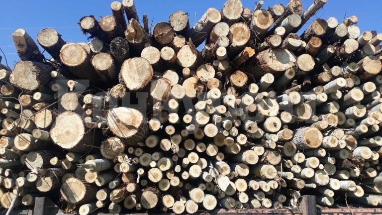 Трима отнесоха актове за бракониерски дърва