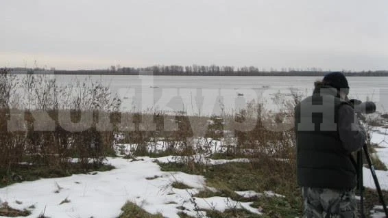 По-малко водолюбиви птици зимуват в Монтанско