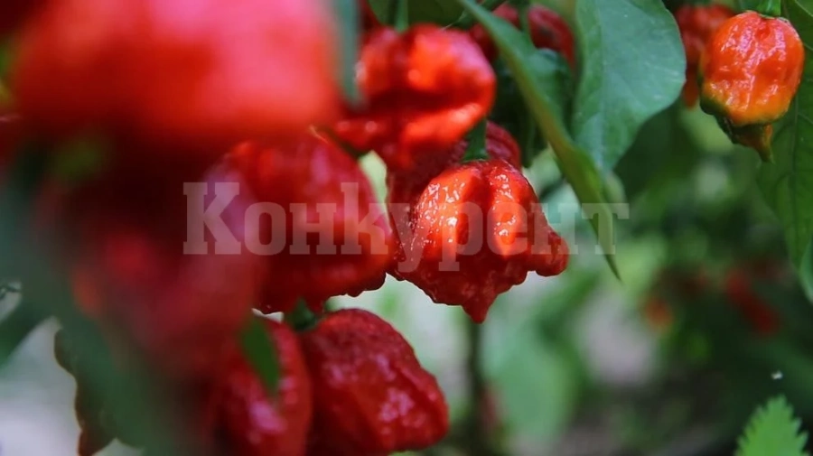 Българските червени чушки пазят кръвоносните съдове