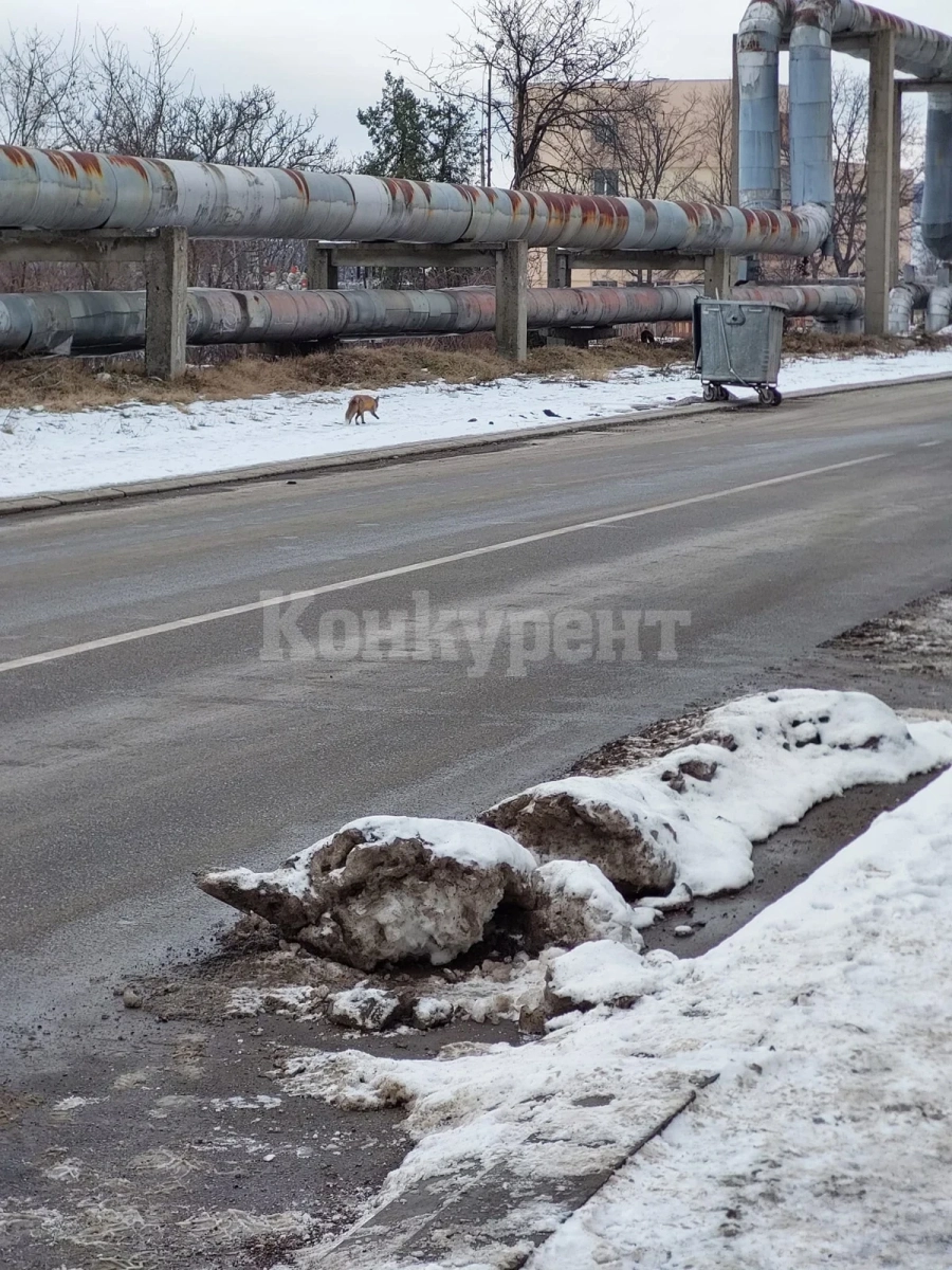 Лисица обикаля във врачански квартал СНИМКА