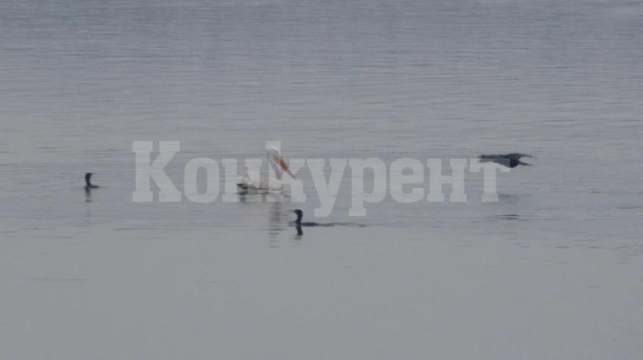 Запазва се видовият състав на зимуващите водолюбиви птици в Северозапада
