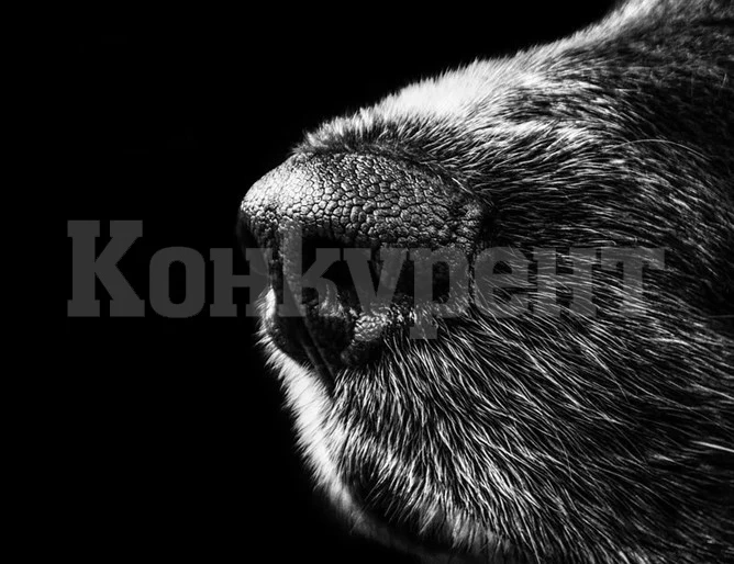 73-годишен мъж е в болница след нападение от кучета