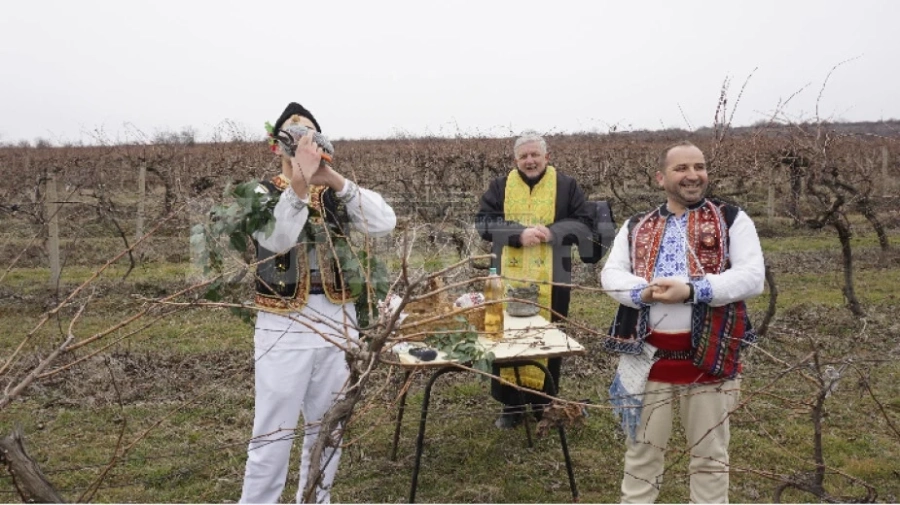 Във Флорентин зарязаха лозите