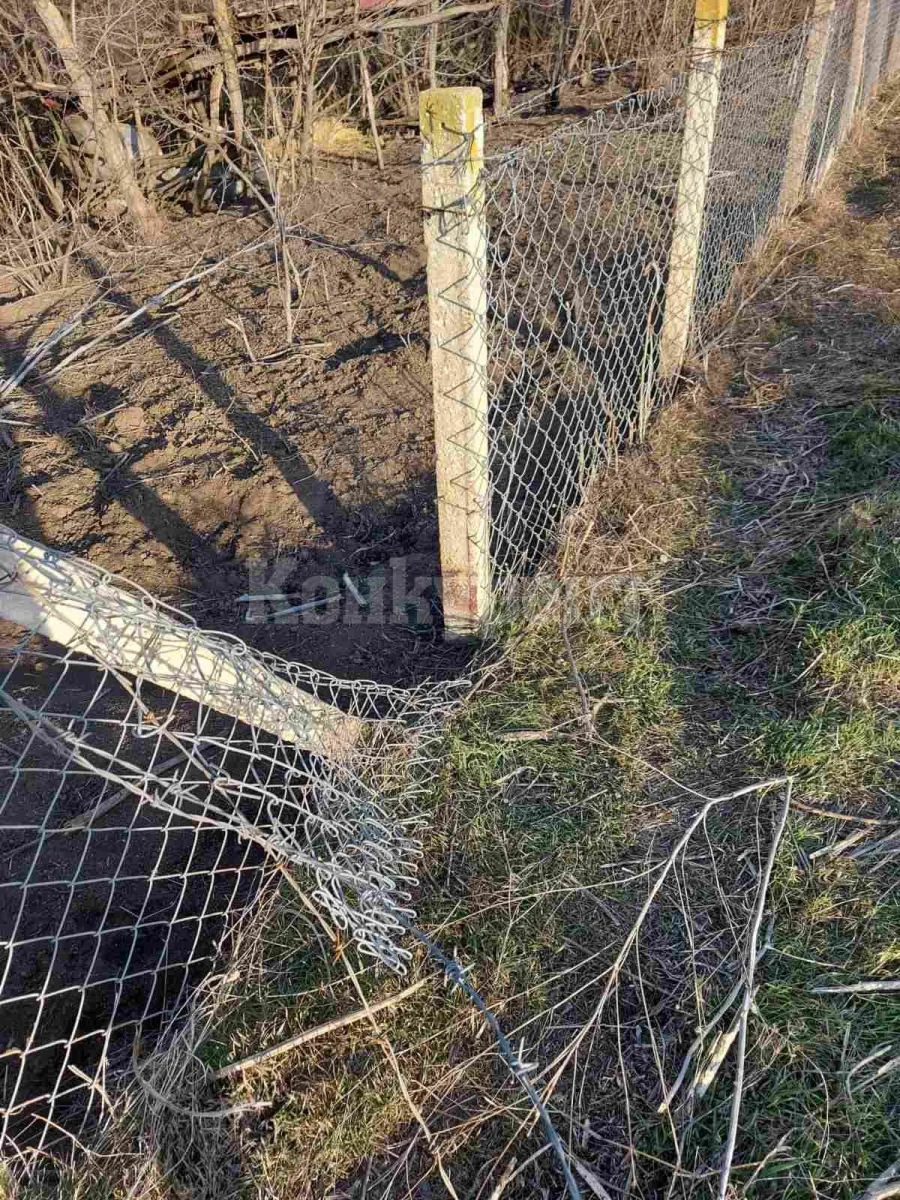 Бракониери избиха прасета, собственост на ловците в Галиче СНИМКИ