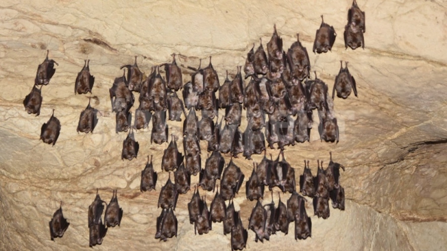 Увеличават се зимуващите прилепи във Врачанските пещери