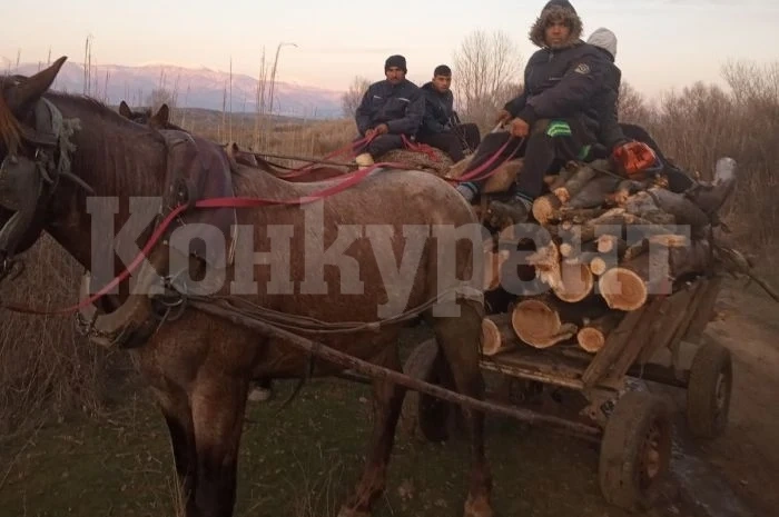 Засякоха две каруци с незаконни дърва