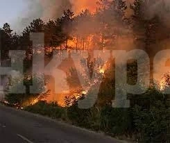 Запалени сухи треви вдигнаха накрак огнеборци от Видин