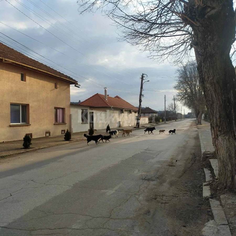 Кучета превземат Криводол СНИМКИ