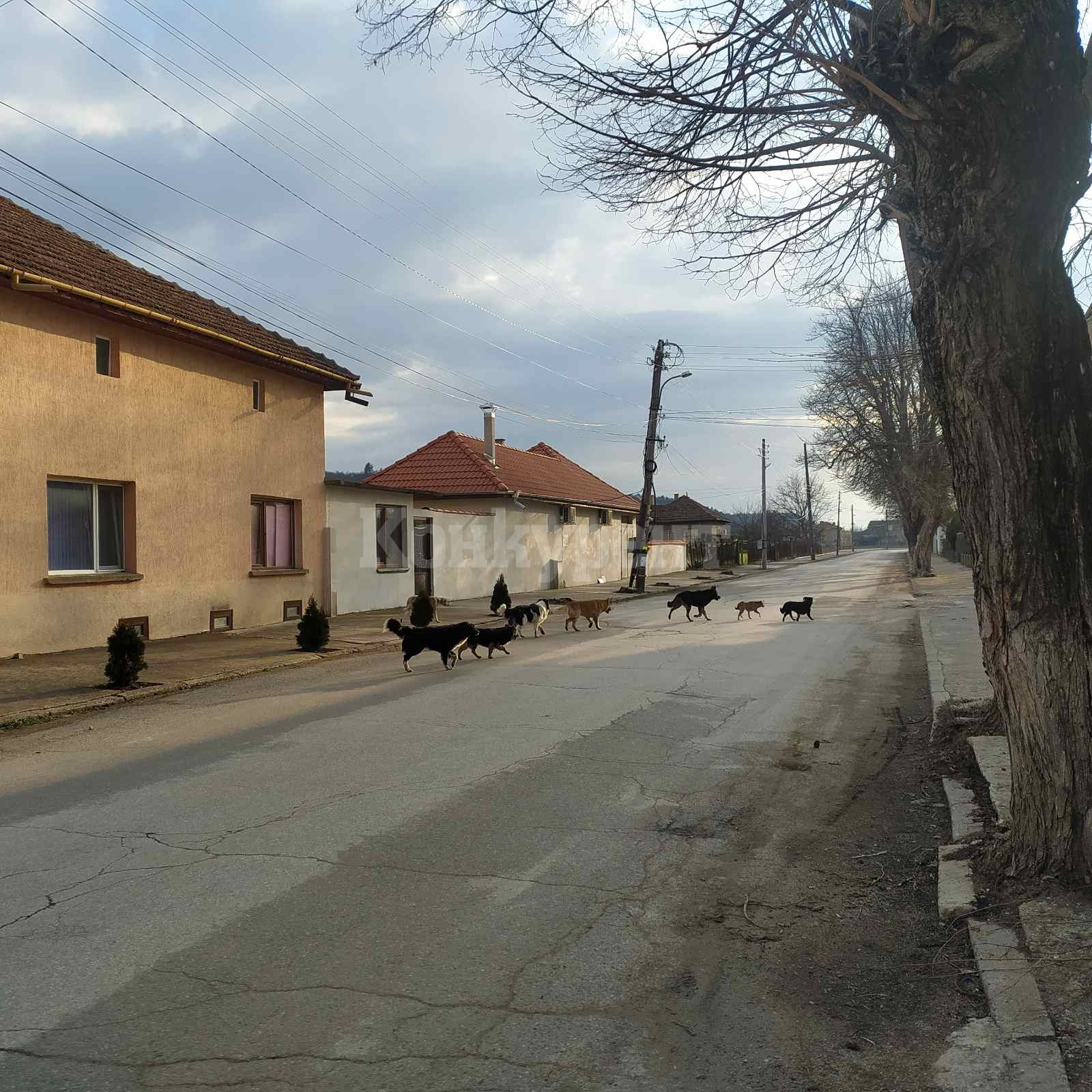 Кучета превземат Криводол СНИМКИ : Konkurent.bg