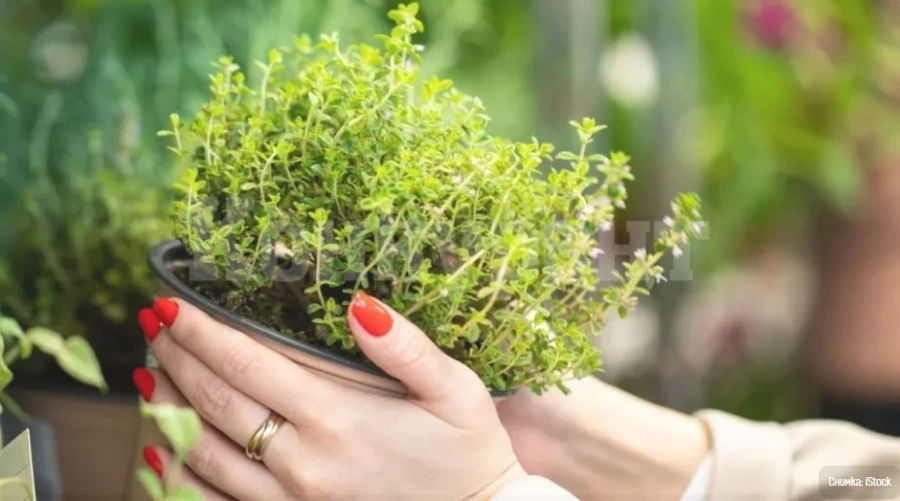 10 ползи за здравето ни от мащерката