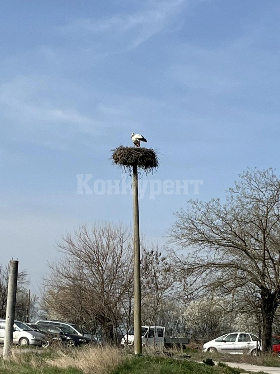 Щъркелите се върнаха в Борован, а пролетта... СНИМКИ