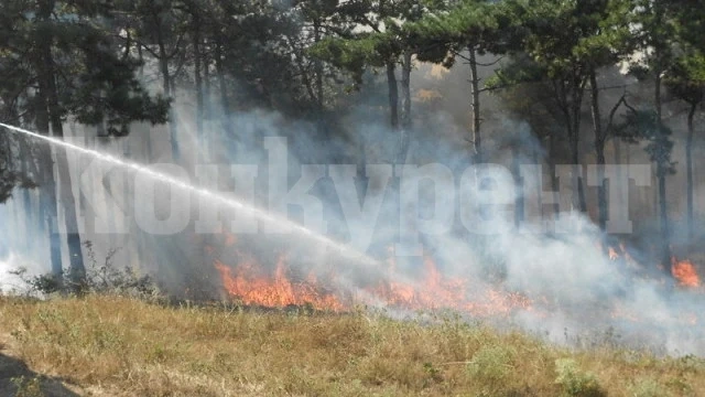 Огнена стихия изпепели 85 декара гора във Видинско