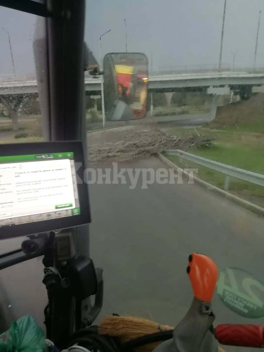 Във Враца е страшно! Топола падна край надлеза на КАТ /СНИМКА/