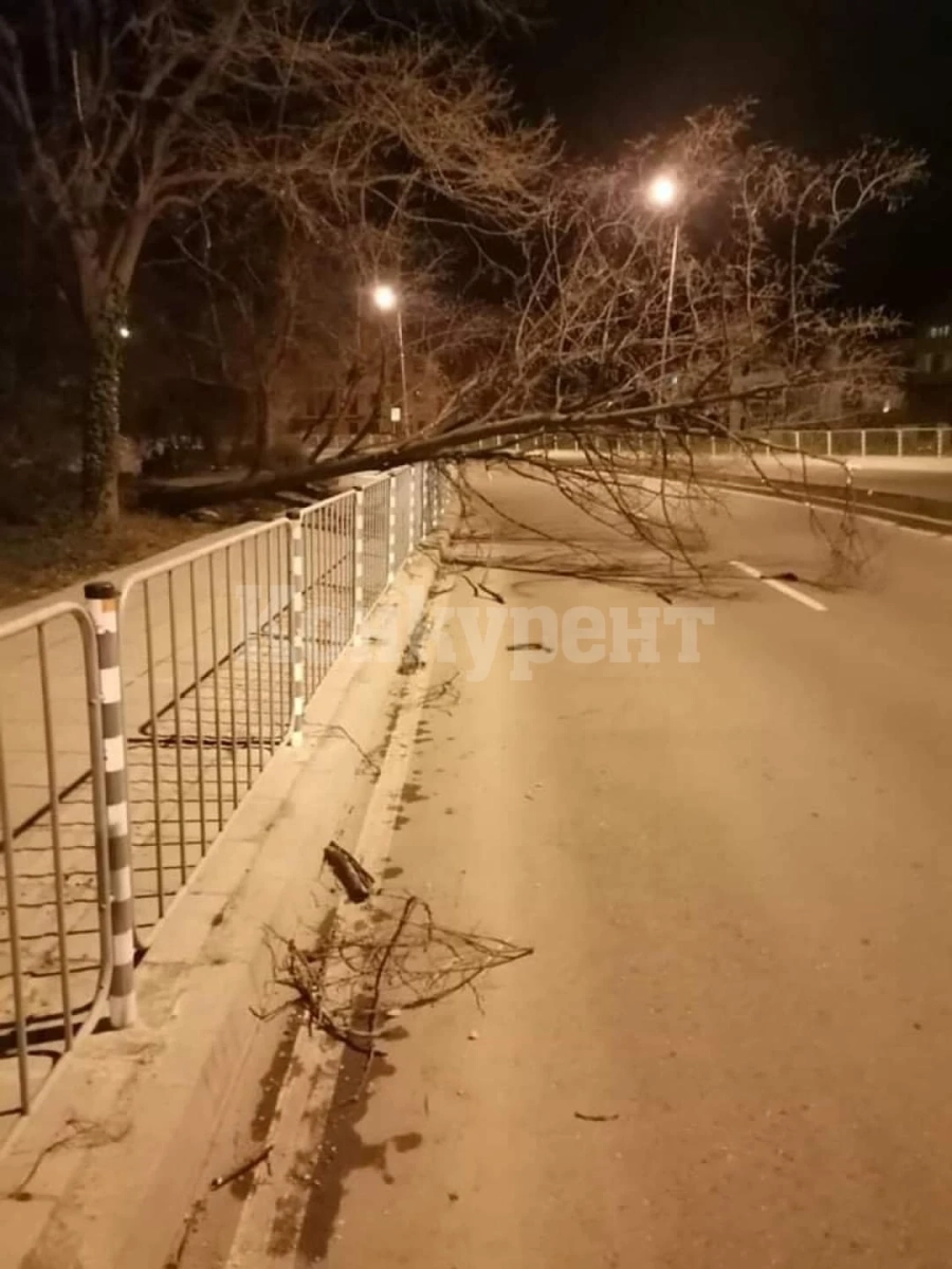 Дървета паднаха на крайречен булевард във Враца СНИМКИ