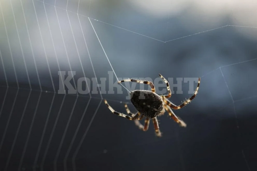 Световен каталог на паяците: 50 000 вида паяци пълзят из Земята