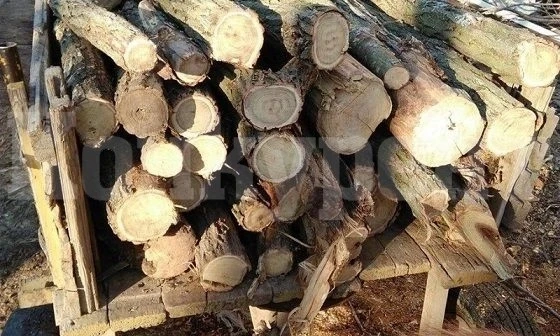 Удариха с акт бракониер, натоварил каруцата си с незаконни дърва
