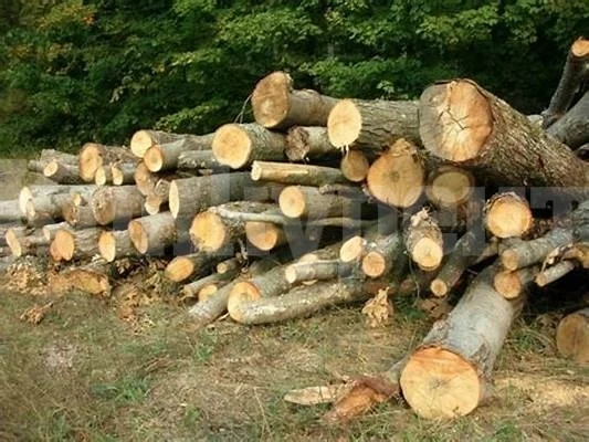 Резнаха с акт грижлива стопанка, запасила се с незаконни дърва