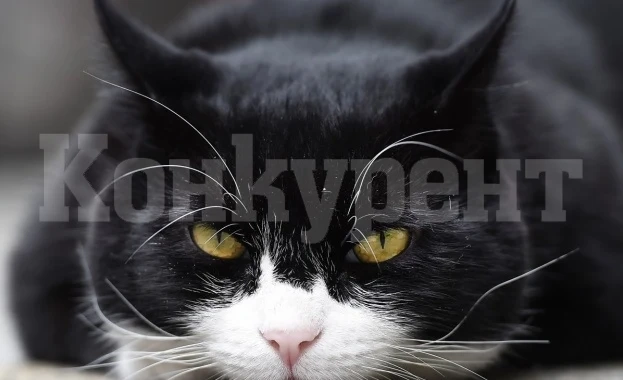 Намериха изчезнал котарак на петролна платформа в открито море