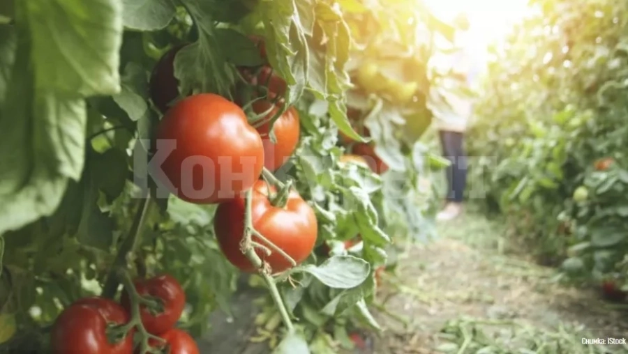 Грешките при поливане на доматите, които съсипват реколтата
