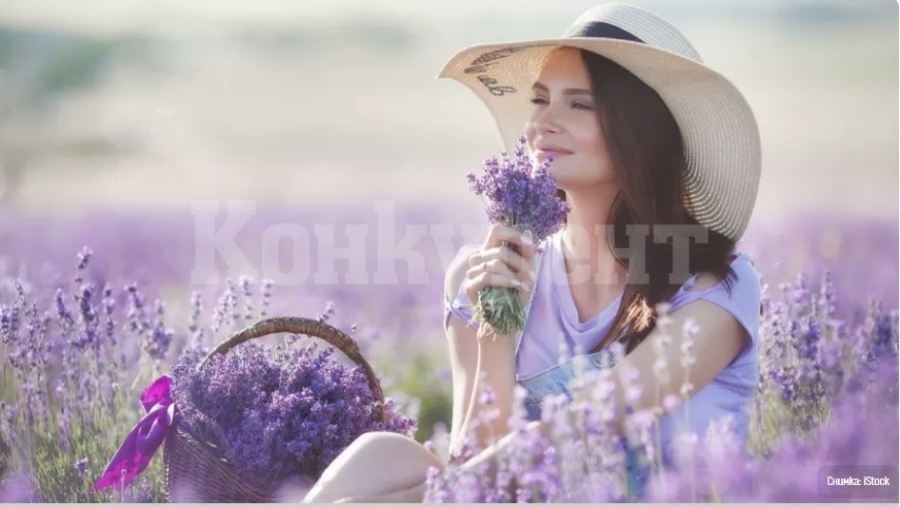 Страхотните ползи от лавандулата