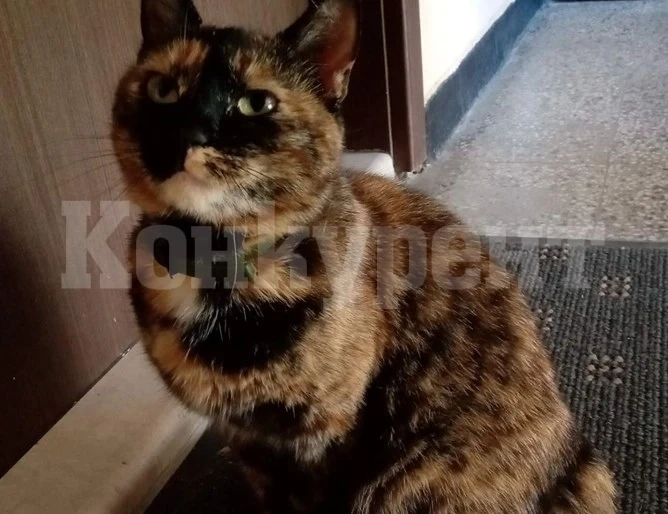 Германски град затваря котките, за да спаси чучулигите