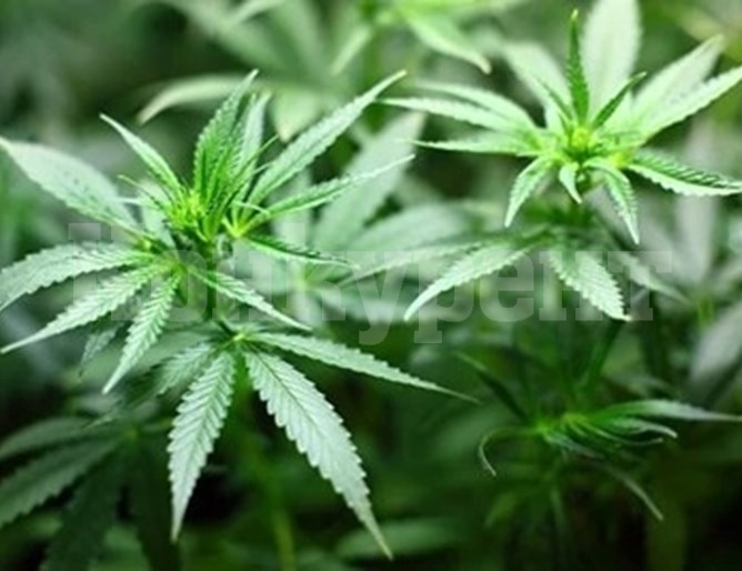 Оранжерия с 10 хил. корена канабис открита в Косово