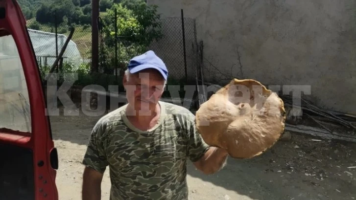 Манатарка-гигант едва се побра на масата на стар гъбар в Родопите