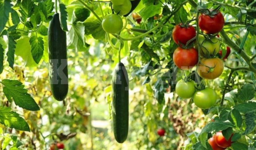 Зеле, домати и краставици поевтиняха до 14% за седмица 