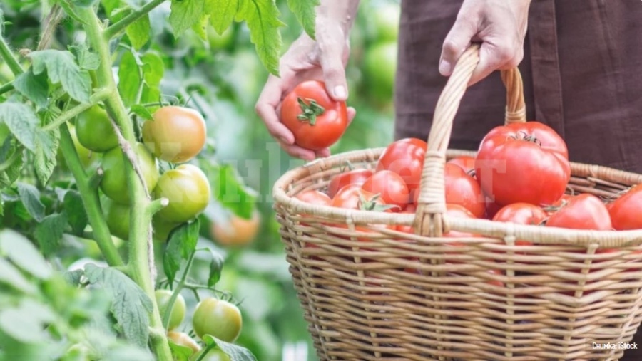 Тайните на опитните градинари за богата реколта от месести домати